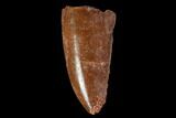 Serrated, Raptor Tooth - Real Dinosaur Tooth #88618-1